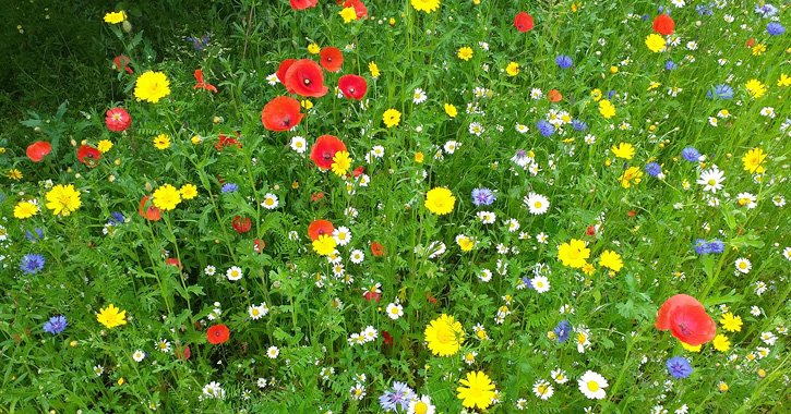 Wild Flower seed mix at Durham University's Botanic Garden 